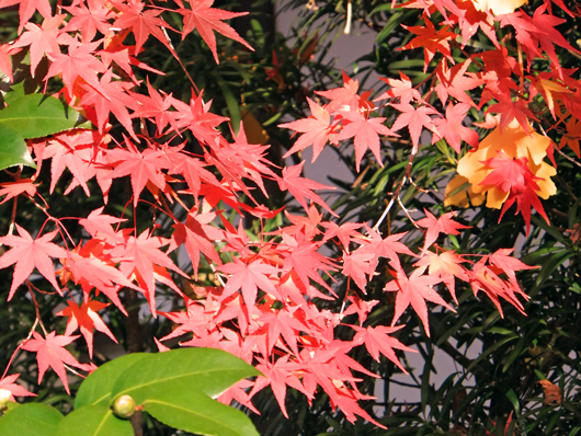 もみじ、The leaves of a crimson maple　